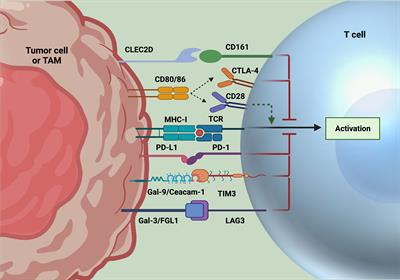 Pushing Past the Blockade: Advancements in T Cell-Based Cancer Immunotherapies